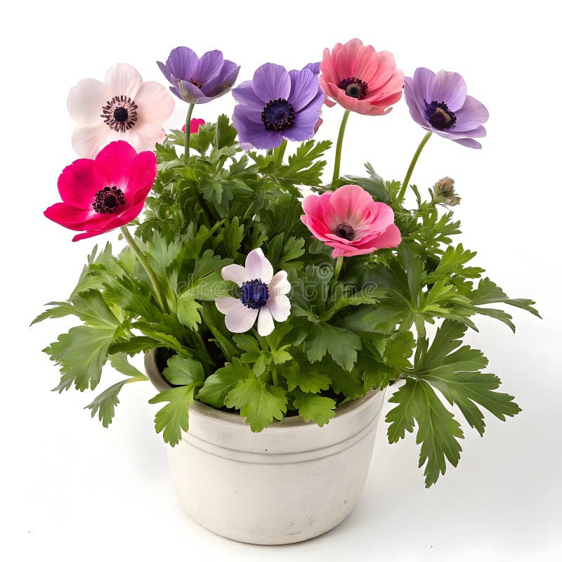 Färglösa anemoner i pott stock illustrationer