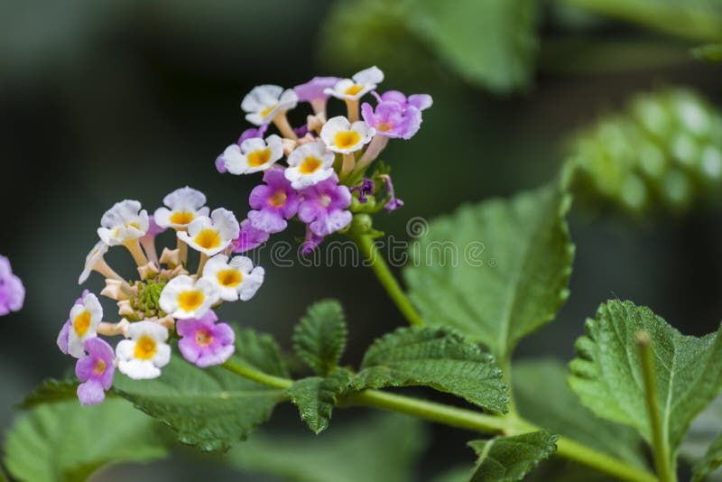 färgrik blommaträdgård arkivbild färgrik blommaträdgård arkivbild