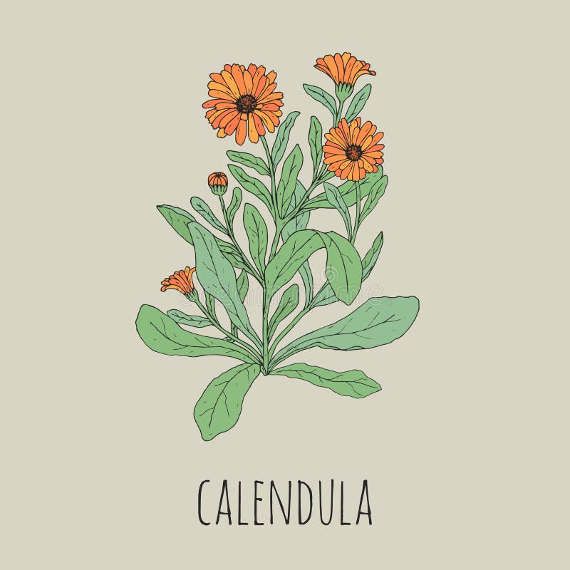 Färgrik detaljerad teckning av den blommande calendulaen Den härliga medicinska örtartade växten med blommor och sidor räcker utd vektor illustrationer