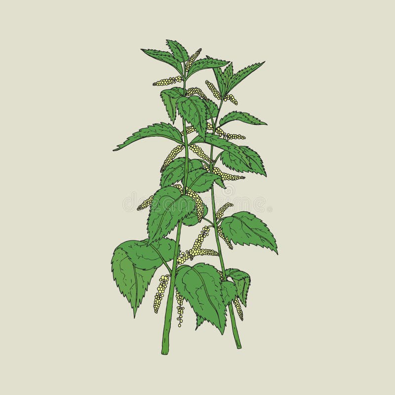 Färgrik detaljerad teckning av nässlan med blommande gulingblommor och gräsplansidor royaltyfri illustrationer