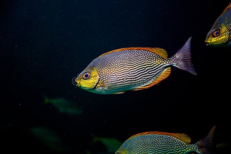 färgrik fisk som simmar undervattens- havvatten royaltyfri bild färgrik fisk som simmar undervattens- havvatten royaltyfri bild