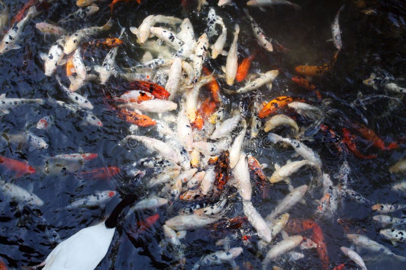 Färgrik koidammfisk royaltyfri foto Färgrik koidammfisk royaltyfri foto