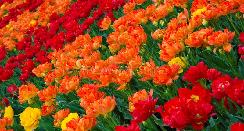 Färgrik naturbakgrund av tulpanblommor royaltyfria bilder Färgrik naturbakgrund av tulpanblommor royaltyfria bilder