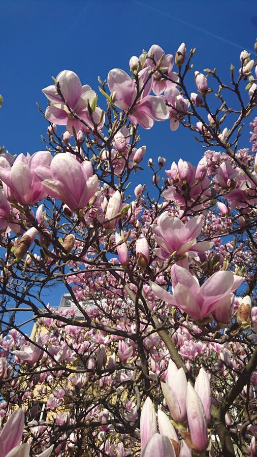 Färgrik skönhet av våren arkivfoton