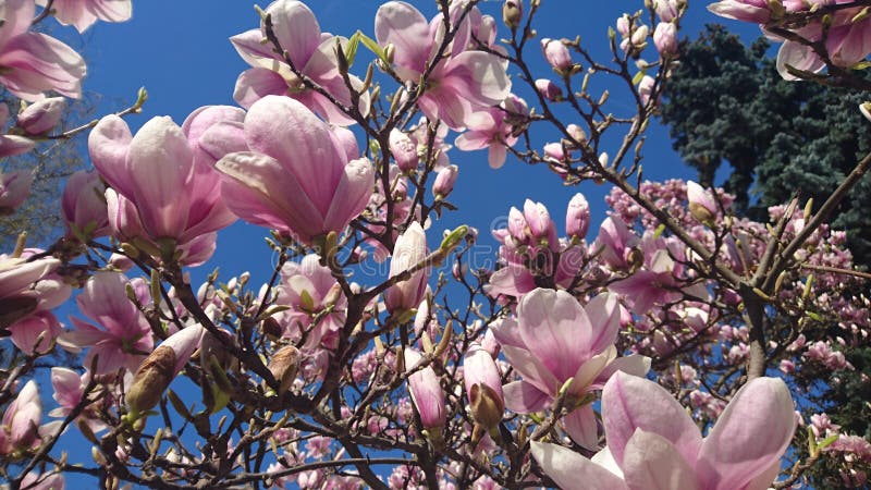 Färgrik skönhet av våren arkivfoto