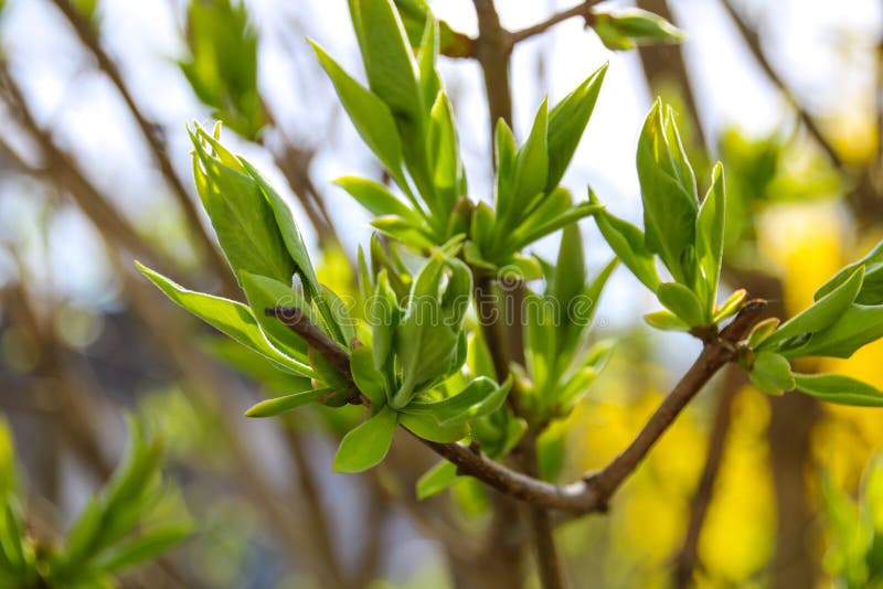 Färgrik skönhet av våren arkivfoto