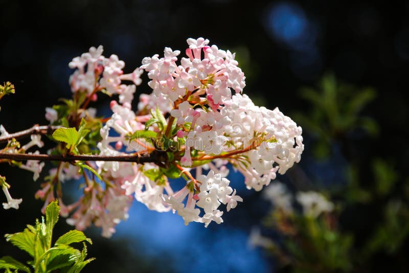 Färgrik skönhet av våren royaltyfria foton