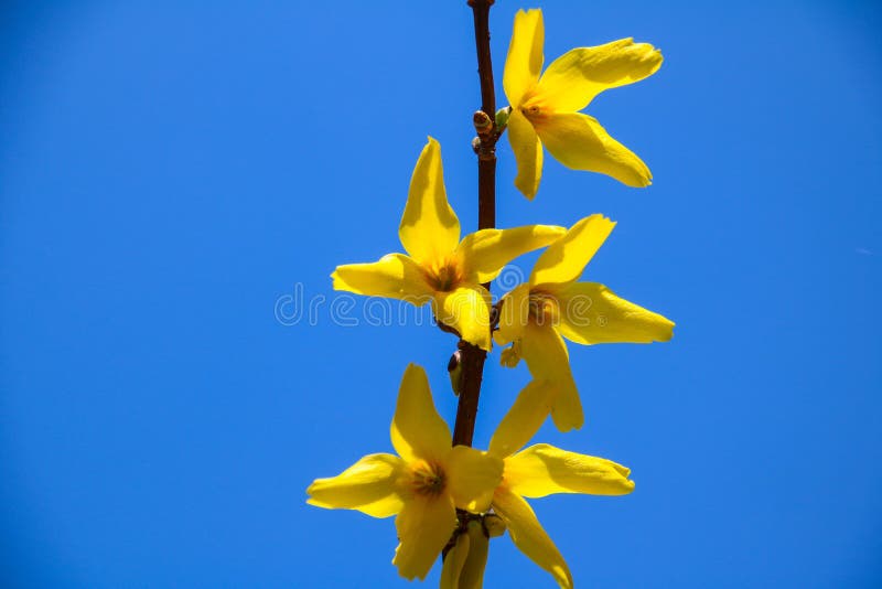 Färgrik skönhet av våren royaltyfri bild