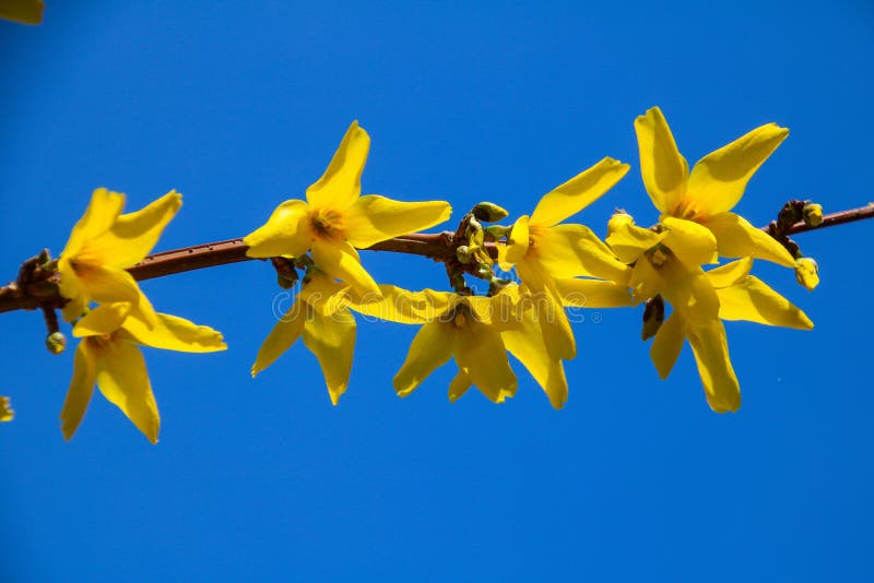 Färgrik skönhet av våren arkivfoton