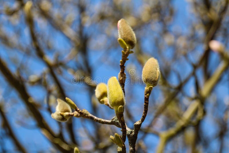 Färgrik skönhet av våren royaltyfria foton
