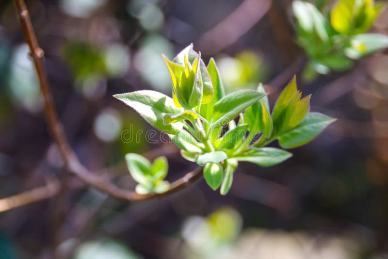 Färgrik skönhet av våren arkivbild