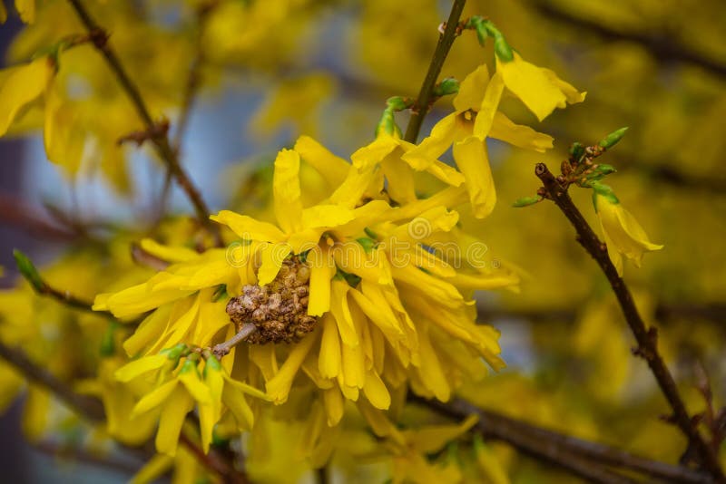 Färgrik skönhet av våren arkivfoton