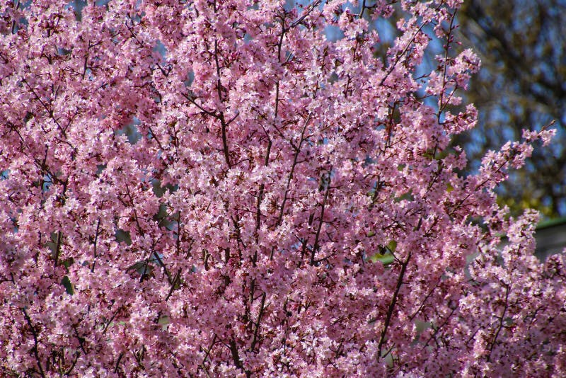 Färgrik skönhet av våren royaltyfria foton