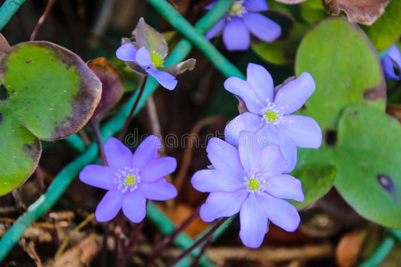 Färgrik skönhet av våren royaltyfri foto