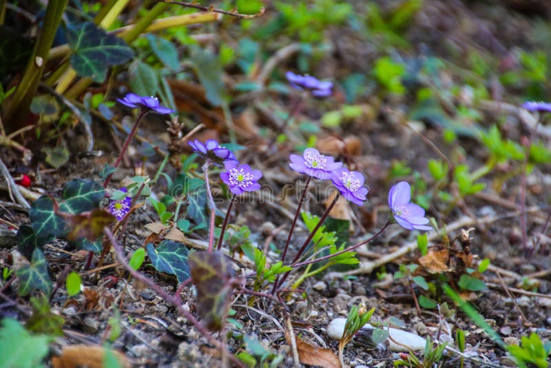Färgrik skönhet av våren royaltyfri bild