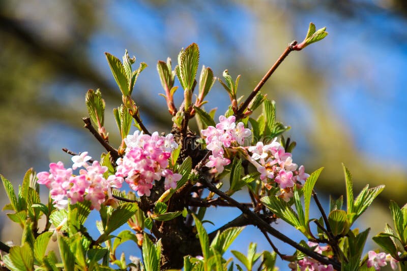 Färgrik skönhet av våren royaltyfri foto
