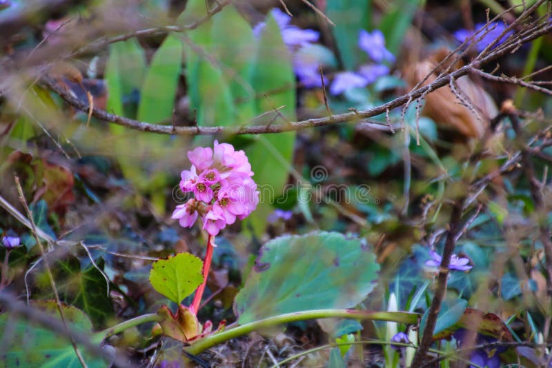 Färgrik skönhet av våren royaltyfri foto