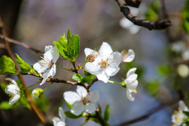 Färgrik skönhet av våren royaltyfri fotografi