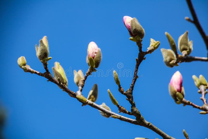 Färgrik skönhet av våren fotografering för bildbyråer