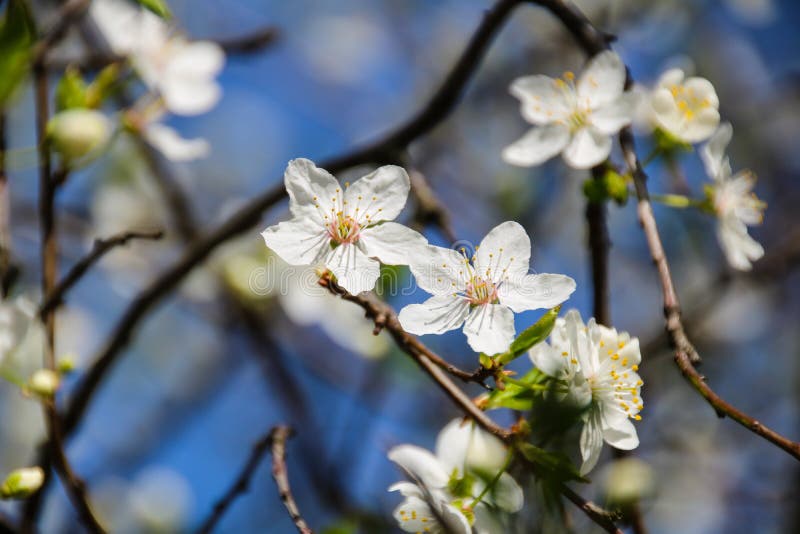 Färgrik skönhet av våren royaltyfria bilder