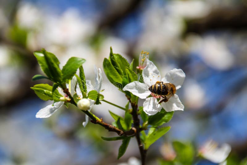 Färgrik skönhet av våren arkivfoto