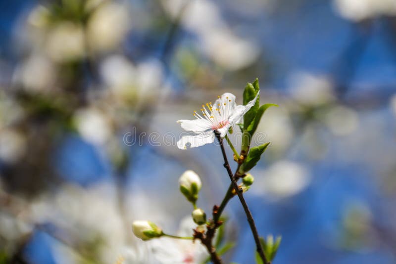 Färgrik skönhet av våren arkivbilder