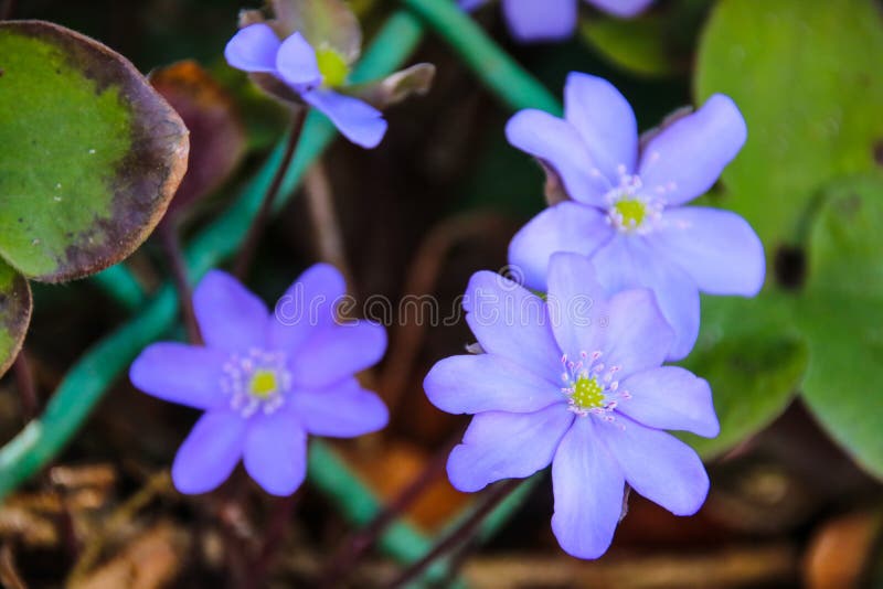Färgrik skönhet av våren arkivbilder