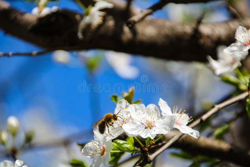 Färgrik skönhet av våren arkivfoto
