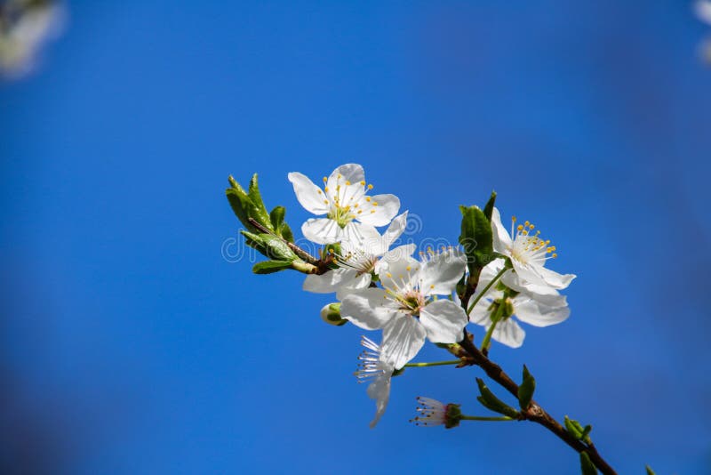 Färgrik skönhet av våren arkivbild