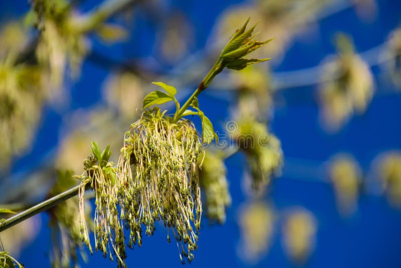 Färgrik skönhet av våren royaltyfri foto