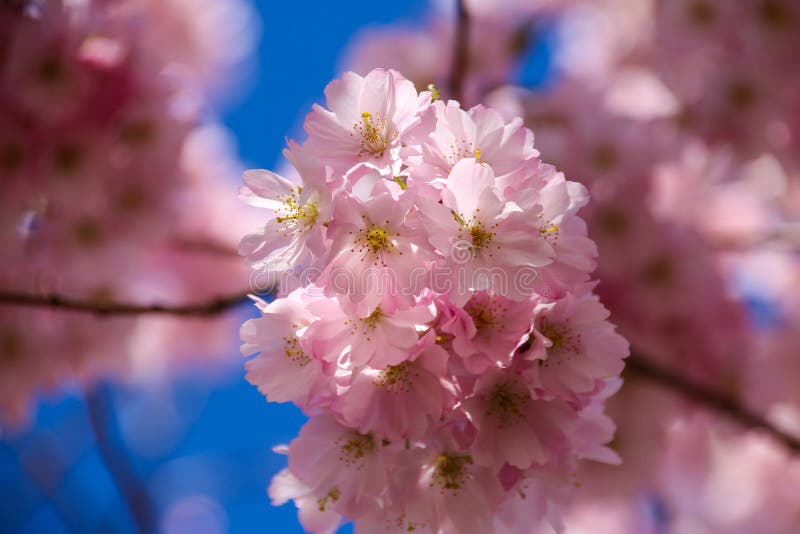 Färgrik skönhet av våren royaltyfria foton