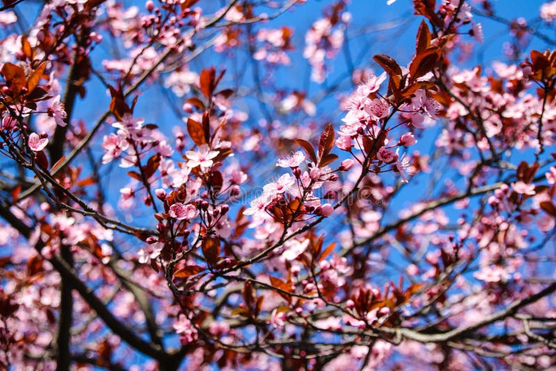 Färgrik skönhet av våren arkivbilder