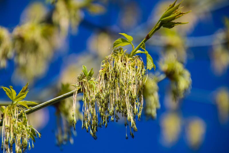 Färgrik skönhet av våren arkivbild