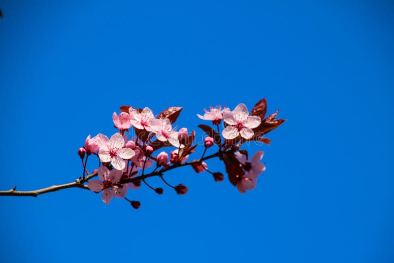 Färgrik skönhet av våren royaltyfri bild