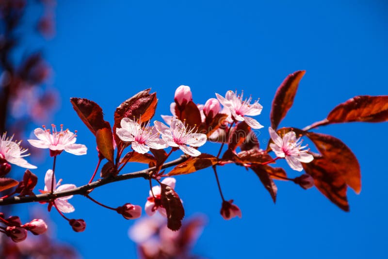 Färgrik skönhet av våren arkivfoto