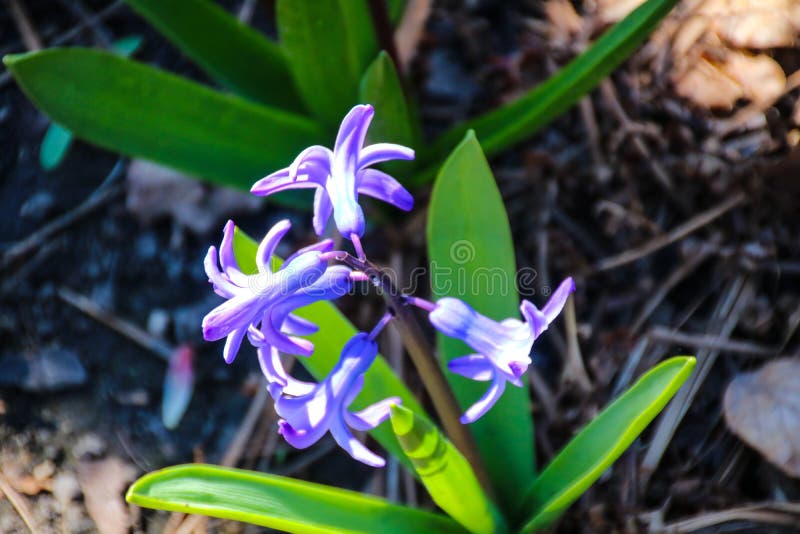 Färgrik skönhet av våren royaltyfri foto