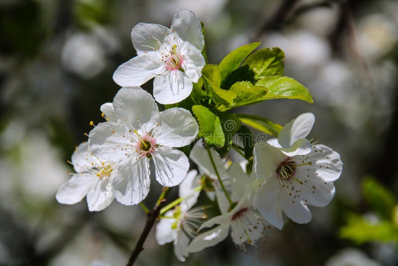 Färgrik skönhet av våren arkivbild