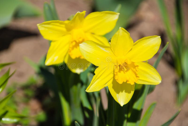 Färgrik skönhet av våren arkivfoto