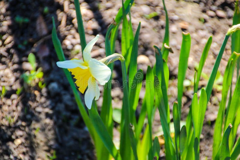 Färgrik skönhet av våren royaltyfria bilder