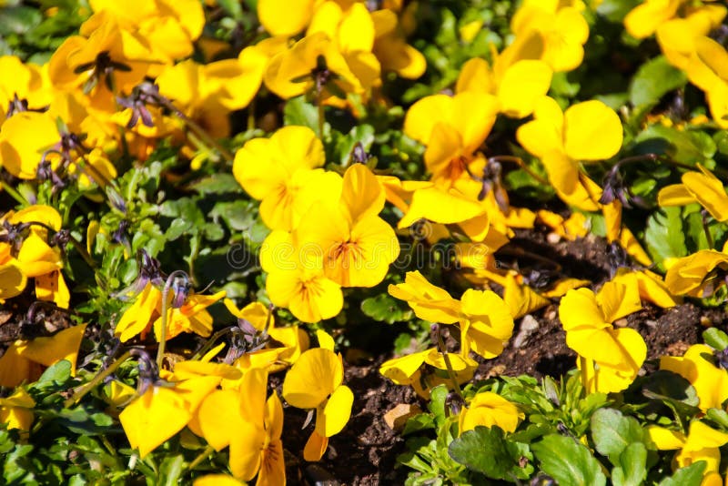 Färgrik skönhet av våren arkivbild
