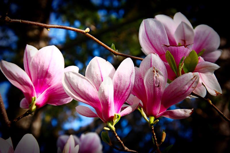 Färgrik skönhet av våren royaltyfri fotografi