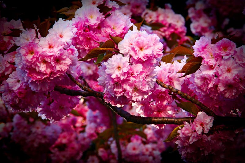 Färgrik skönhet av våren arkivfoto