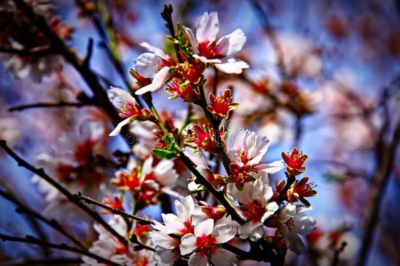 Färgrik skönhet av våren royaltyfri foto