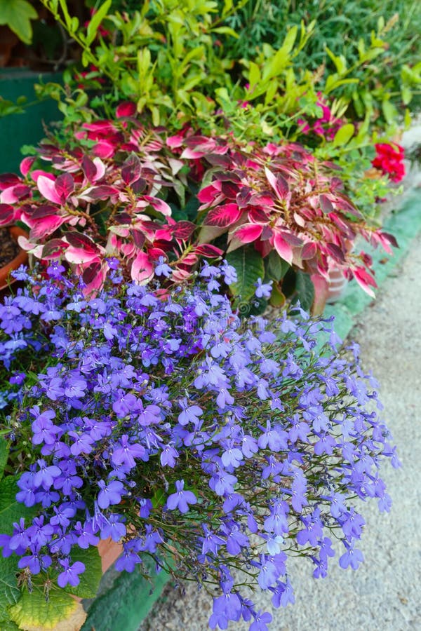 Färgrik sommarblomsterrabatt arkivbilder Färgrik sommarblomsterrabatt arkivbilder