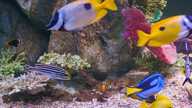 Färgrik tropisk fisk i akvarium