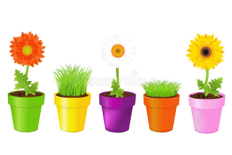 Colorful Pots With Daisies And Grass, Isolated On White. Colorful Pots With Daisies And Grass, Isolated On White