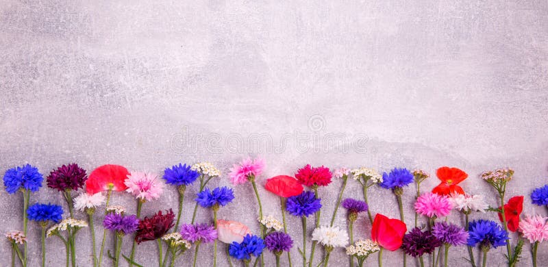 Färgrika blommor av blåklinter, den lantliga buketten valde i sommar som lokaliserades på konkret bakgrund royaltyfri bild Färgrika blommor av blåklinter, den lantliga buketten valde i sommar som lokaliserades på konkret bakgrund royaltyfri bild