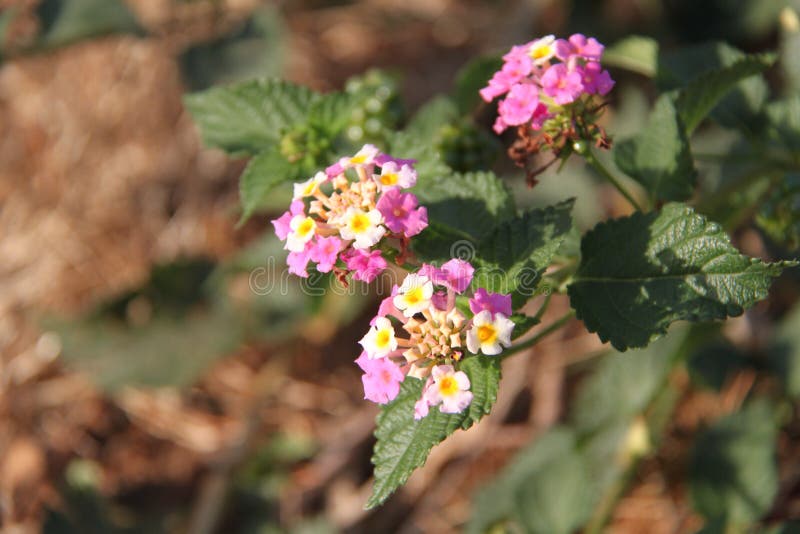 Färgrika blommor för Lantanacamara arkivfoton Färgrika blommor för Lantanacamara arkivfoton