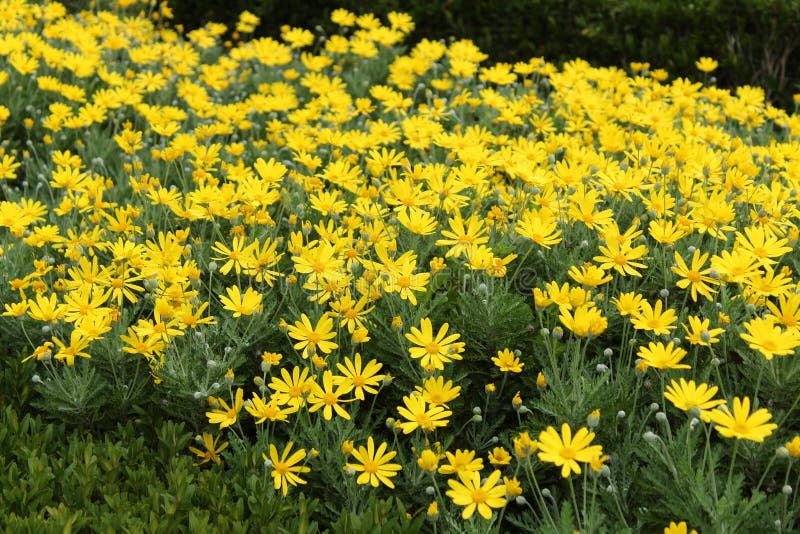 Färgrika gula Euryops i trädgården royaltyfri fotografi Färgrika gula Euryops i trädgården royaltyfri fotografi