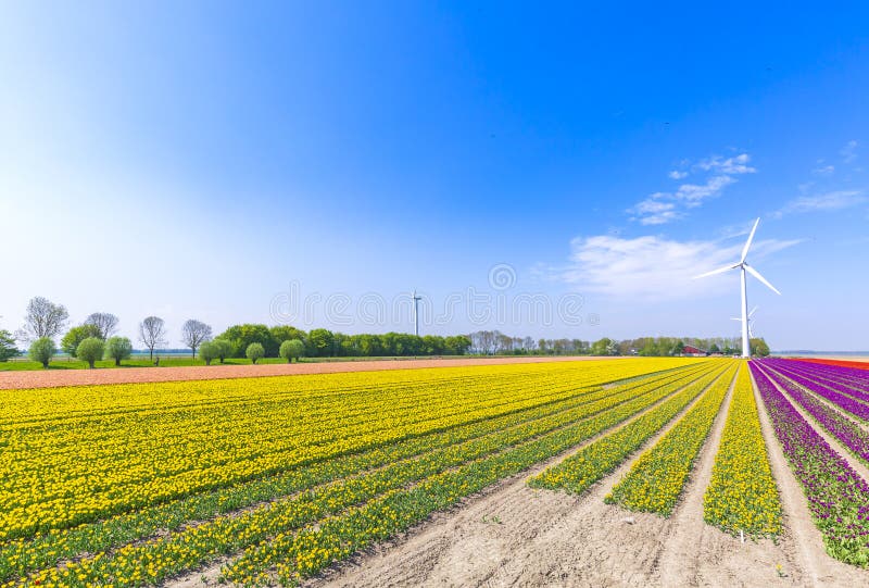 Färgrika gula holländska tulpan i ett blommafält och en väderkvarn i Holland arkivfoto Färgrika gula holländska tulpan i ett blommafält och en väderkvarn i Holland arkivfoto